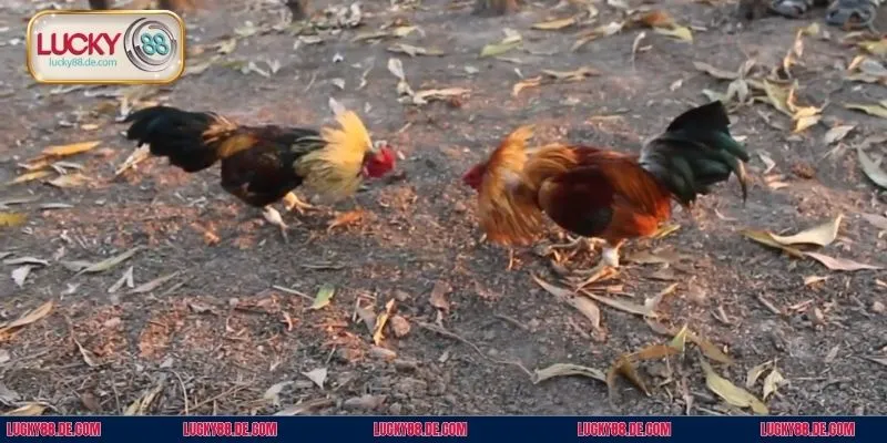 Đá gà tre loại hình giải trí truyền thống được tích hợp tại Lucky88 