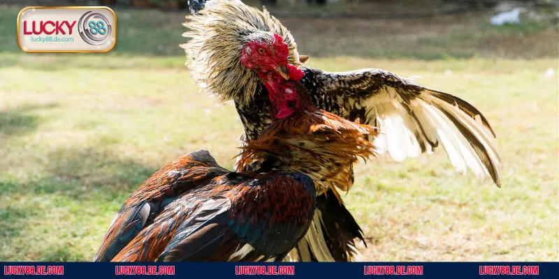 Đánh giá con mạnh thông qua vẻ bề ngoài