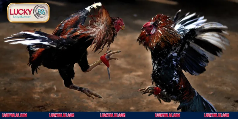 Giới thiệu những ưu điểm mà đá gà 88 cựa sắt mang đến